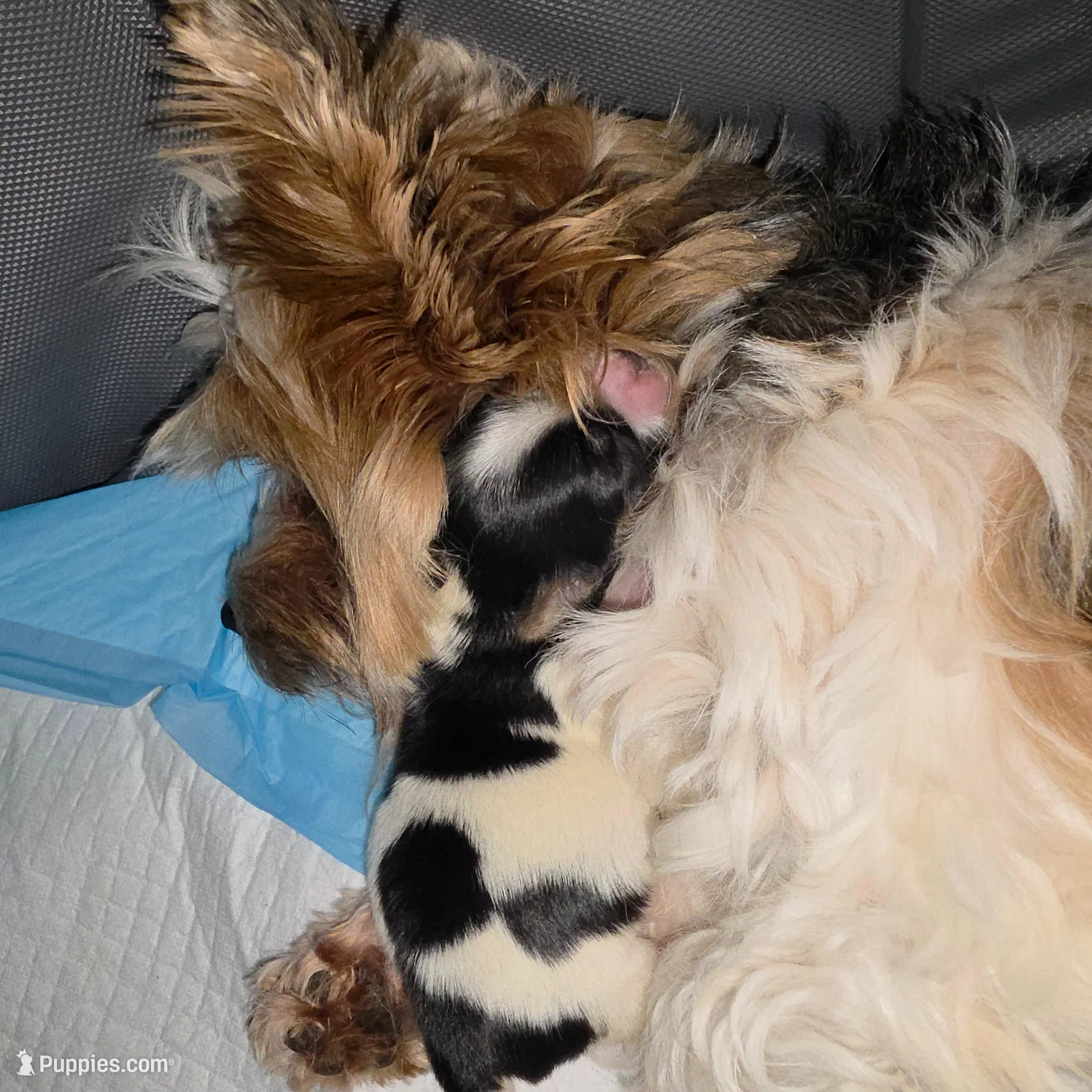 AKC Tommy – Yorkshire Terrier puppy for sale in West Enfield, ME