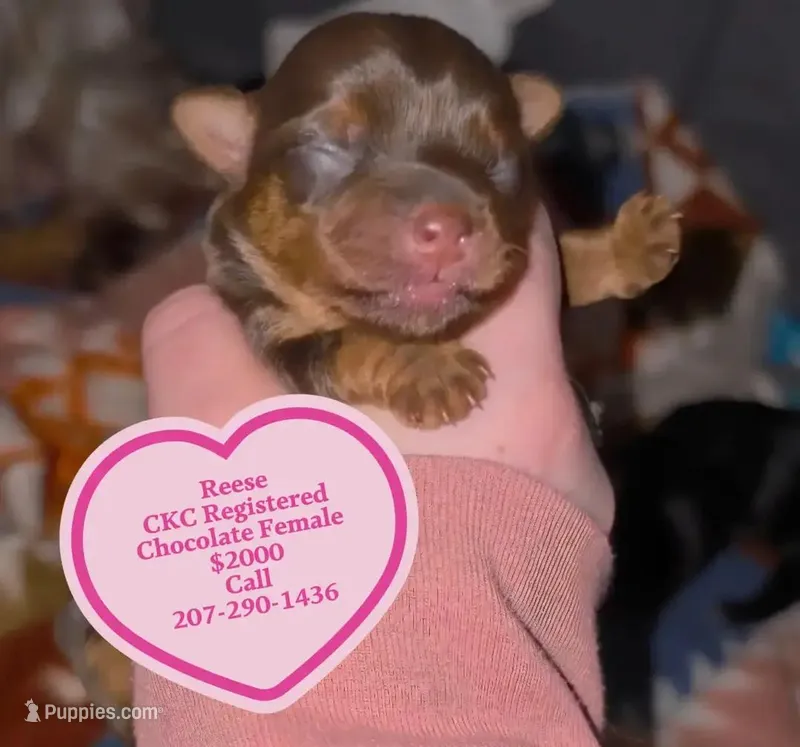 Reese CKC, a female Yorkshire Terrier for sale in West Enfield, ME – Photo 1 of 1