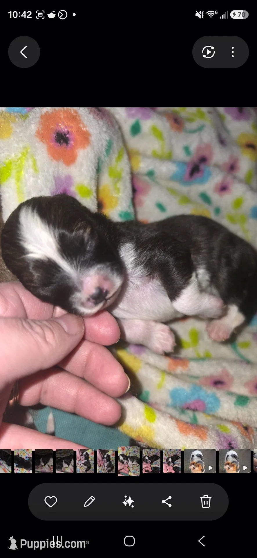 Poppi, a female Pomapoo and Yorkipoo for sale in West Enfield, ME – Photo 2 of 3
