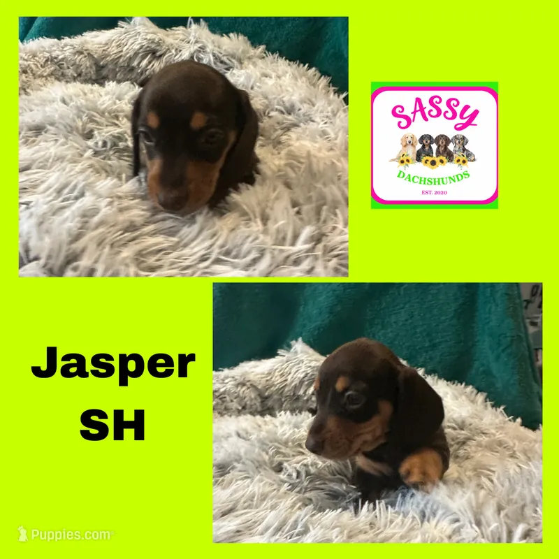 Jasper  – Miniature Dachshund puppy for sale in Bennington, OK