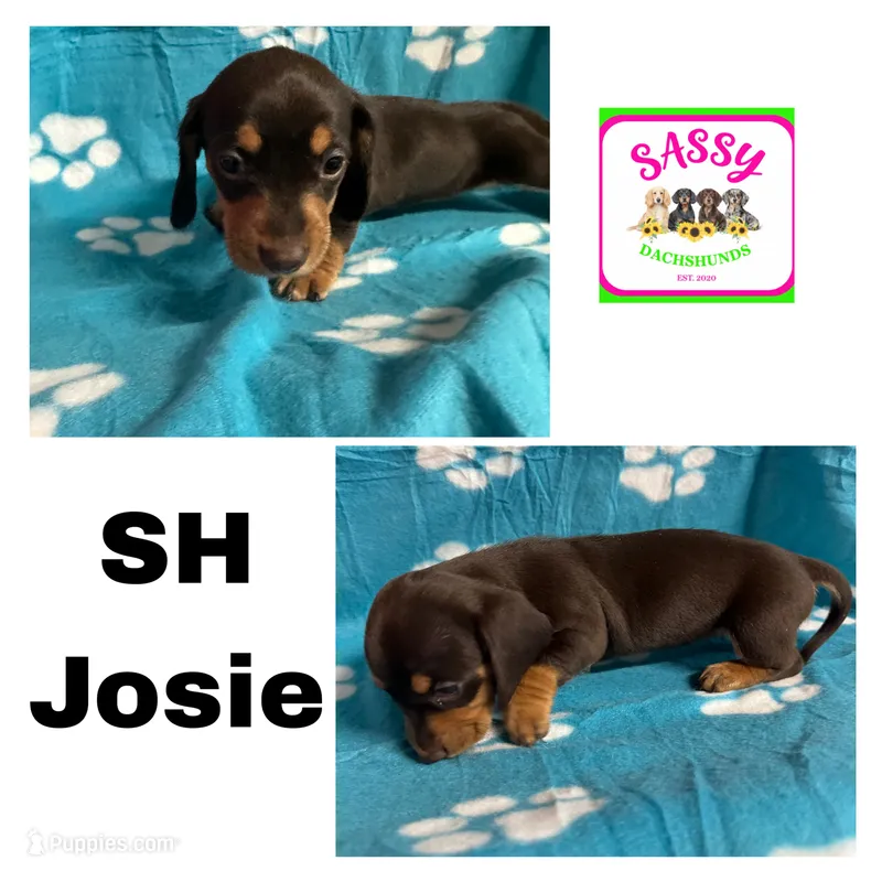 Josie  – Miniature Dachshund puppy for sale in Bennington, OK