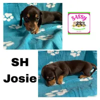 Josie , a female Miniature Dachshund for sale in Bennington, OK – 1 of 1