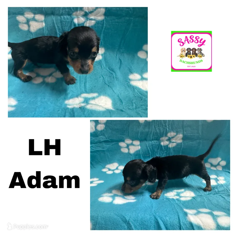 Adam – Dachshund puppy for sale in Bennington, OK