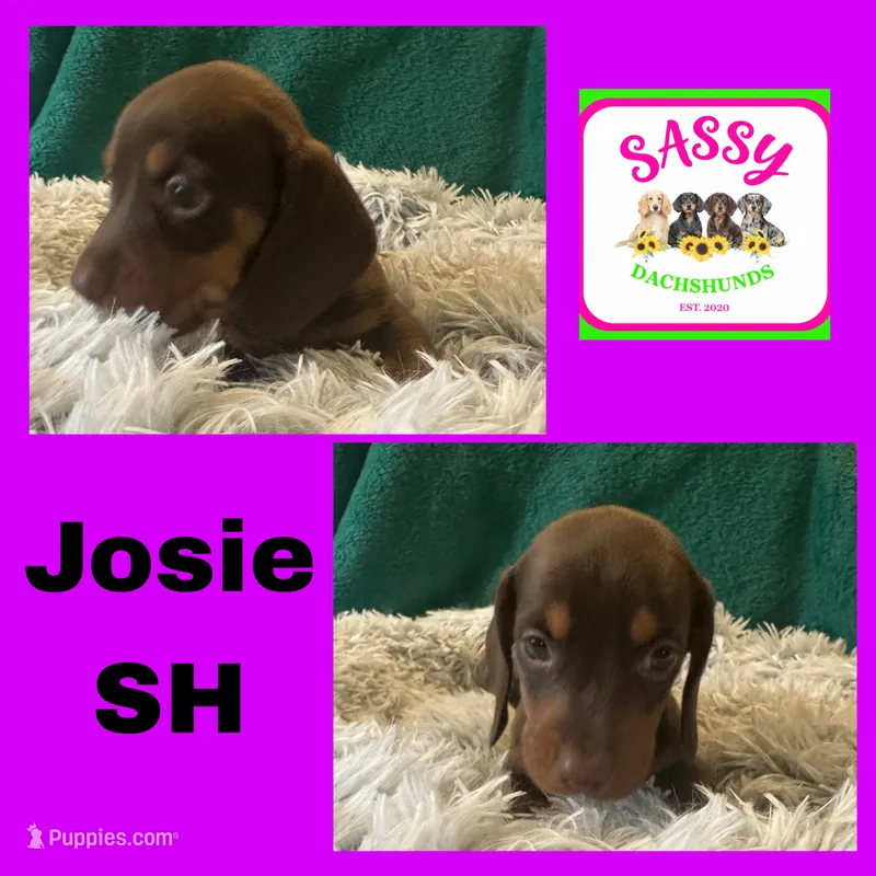 Josie  – Miniature Dachshund puppy for sale in Bennington, OK