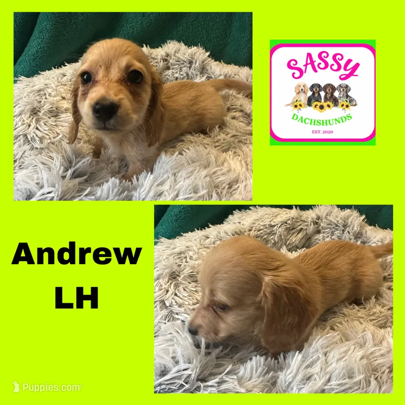 Andrew – Miniature Dachshund puppy for sale in Bennington, OK