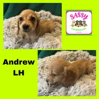 Andrew, a male Miniature Dachshund for sale in Bennington, OK – 1 of 1