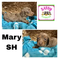 Mary, a female Dachshund for sale in Bennington, OK – 1 of 1