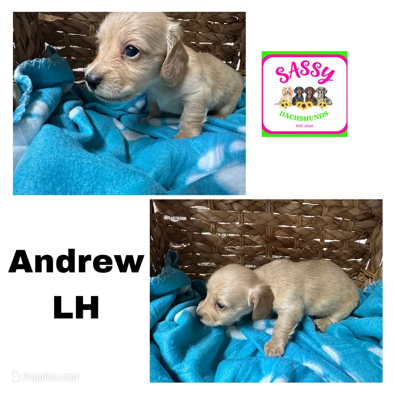 Andrew – Dachshund puppy for sale in Bennington, OK