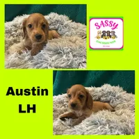 Austin, a male Miniature Dachshund for sale in Bennington, OK – 1 of 1
