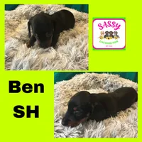 Ben, a male Miniature Dachshund for sale in Bennington, OK – 1 of 1