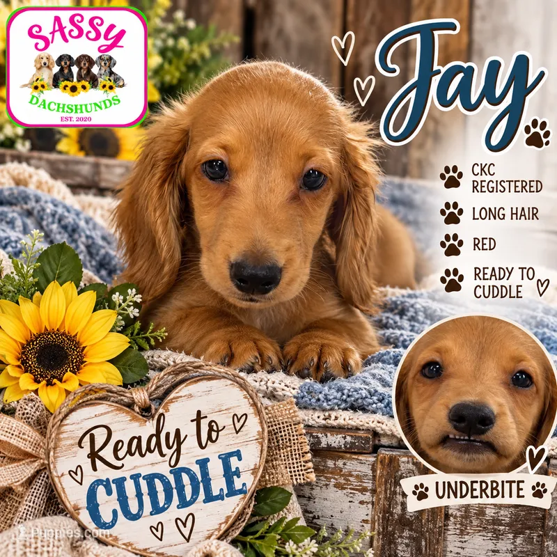 Jay – Miniature Dachshund puppy for sale in Bennington, OK