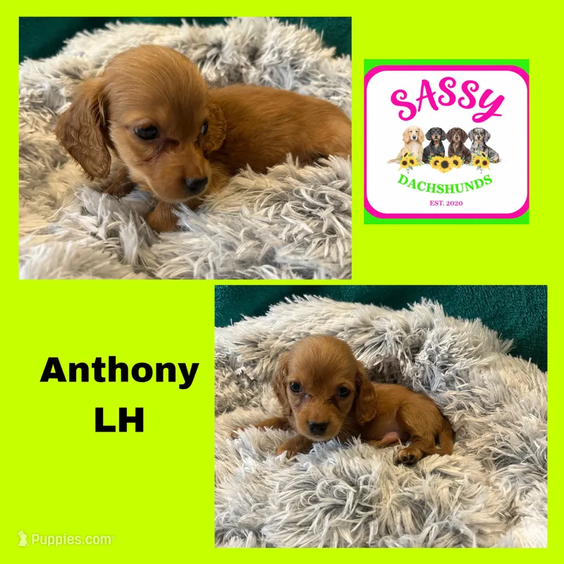 Anthony  – Miniature Dachshund puppy for sale in Bennington, OK