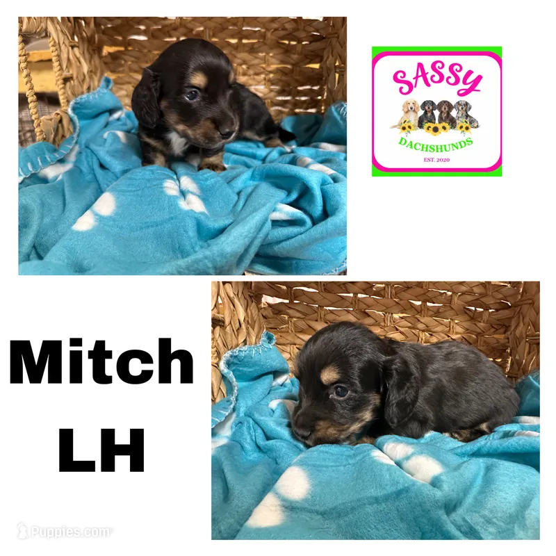 Mitch – Dachshund puppy for sale in Bennington, OK