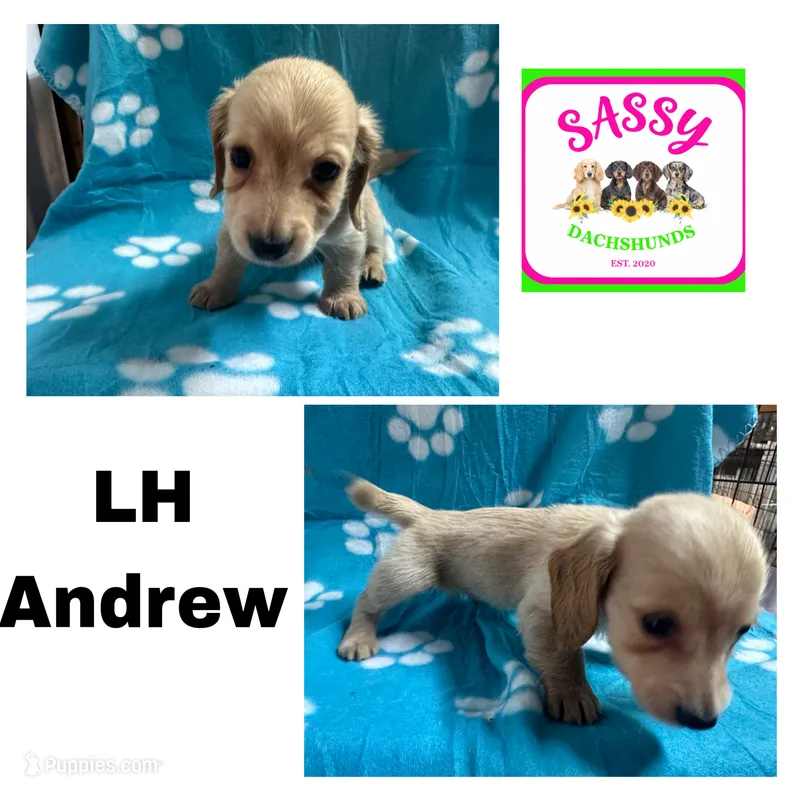 Andrew – Dachshund puppy for sale in Bennington, OK