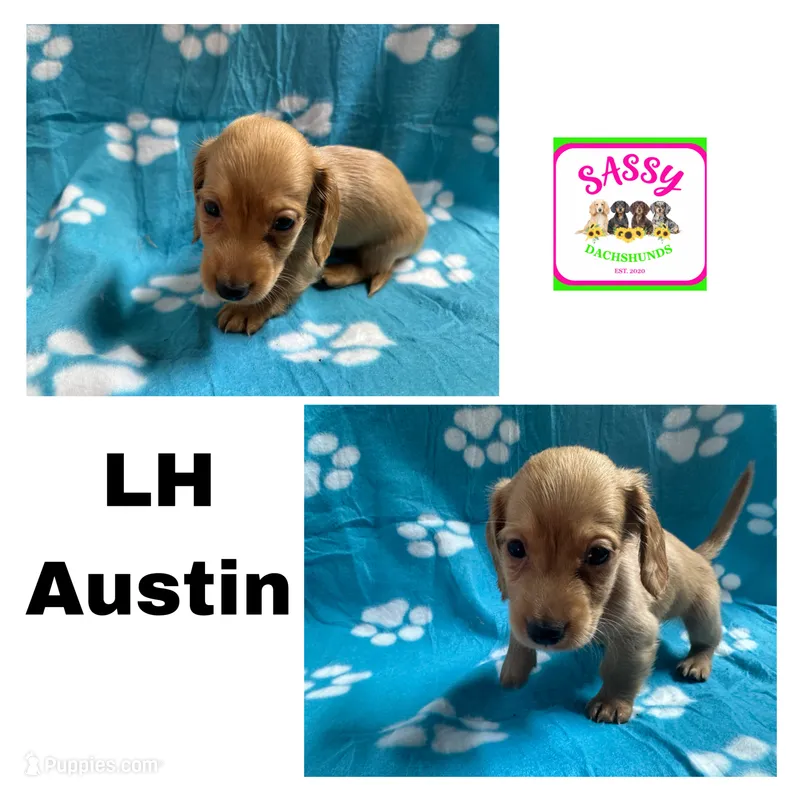 Austin – Dachshund puppy for sale in Bennington, OK