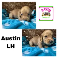 Austin, a male Dachshund for sale in Bennington, OK – 1 of 1