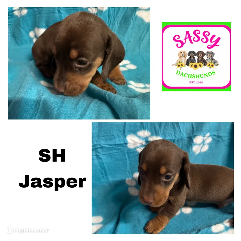 Jasper  – Miniature Dachshund puppy for sale in Bennington, OK