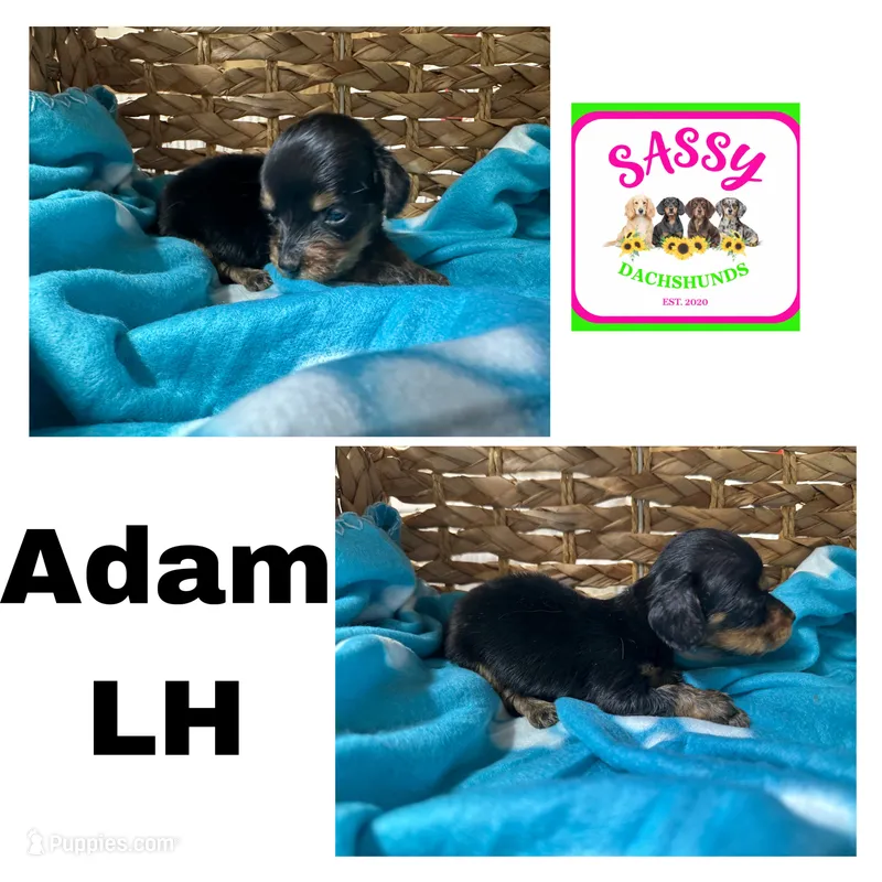 Adam – Dachshund puppy for sale in Bennington, OK