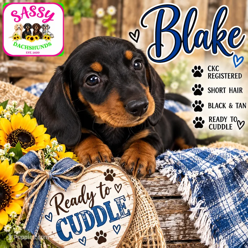 Blake – Miniature Dachshund puppy for sale in Bennington, OK