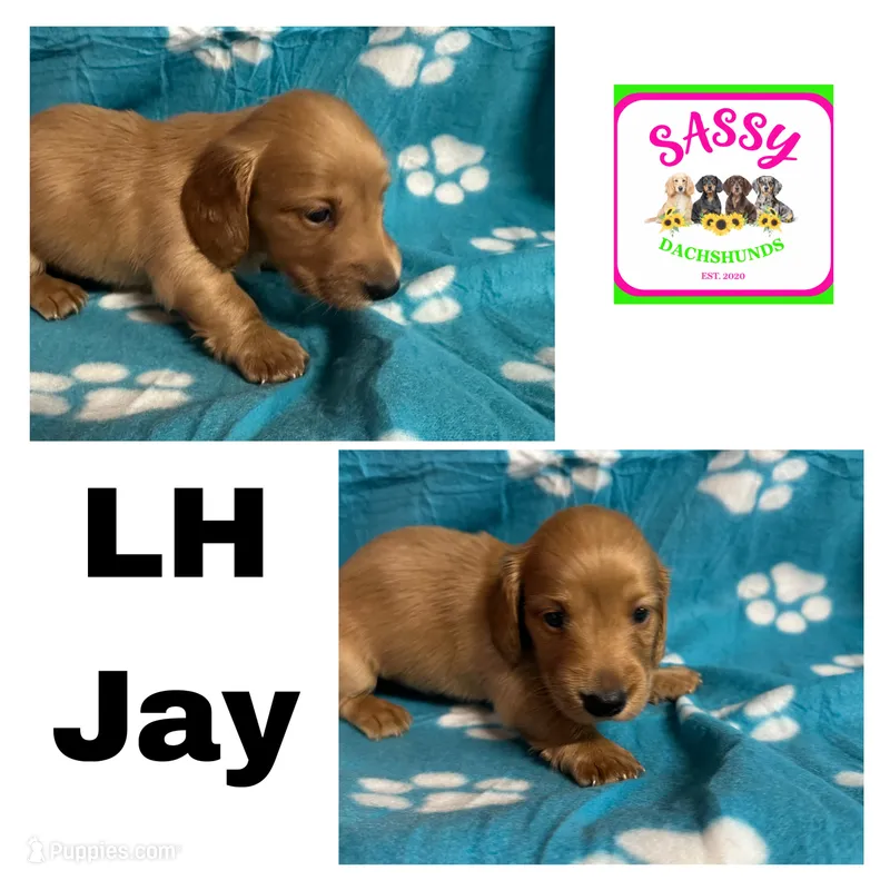 Jay – Miniature Dachshund puppy for sale in Bennington, OK