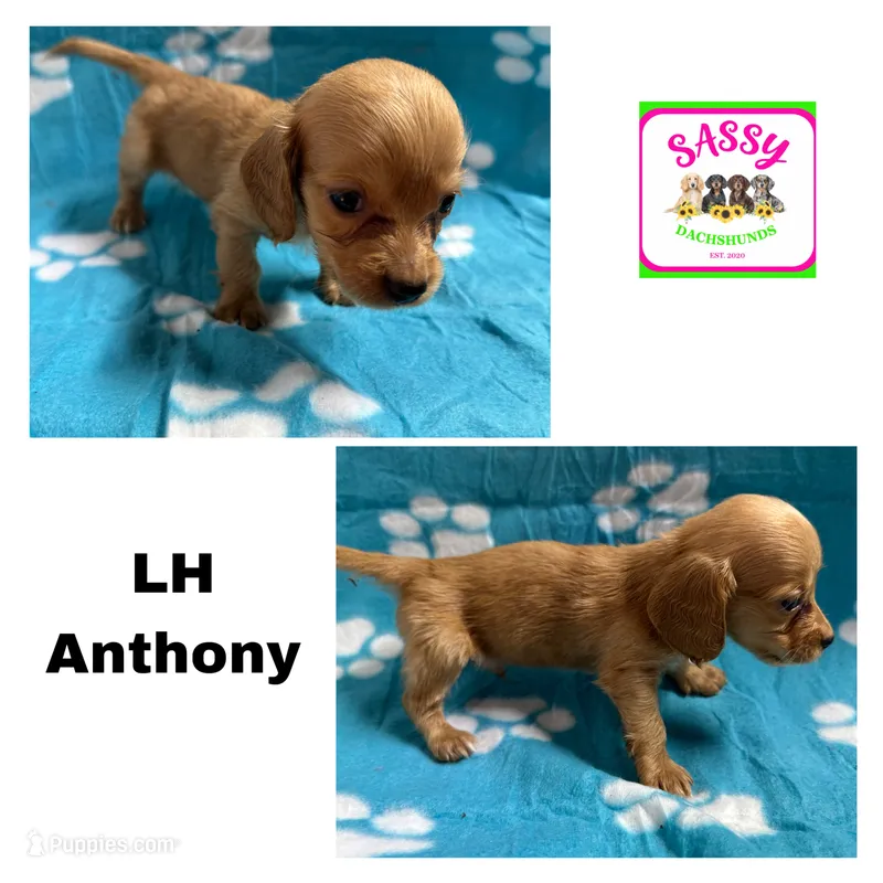Anthony  – Dachshund puppy for sale in Bennington, OK