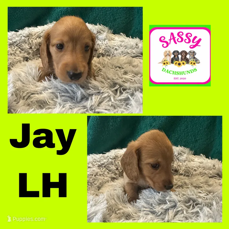 Jay – Miniature Dachshund puppy for sale in Bennington, OK