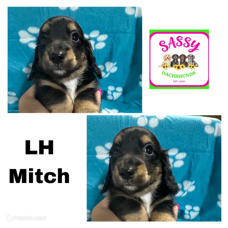 Mitch – Dachshund puppy for sale in Bennington, OK