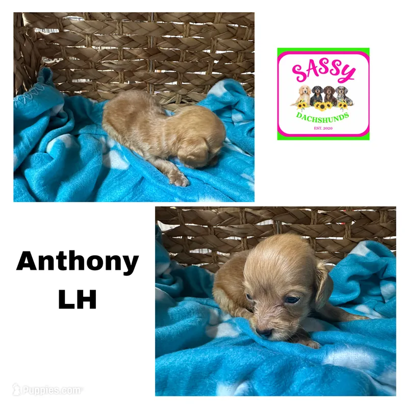 Anthony  – Dachshund puppy for sale in Bennington, OK