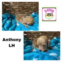 Anthony , a male Dachshund for sale in Bennington, OK – 1 of 1