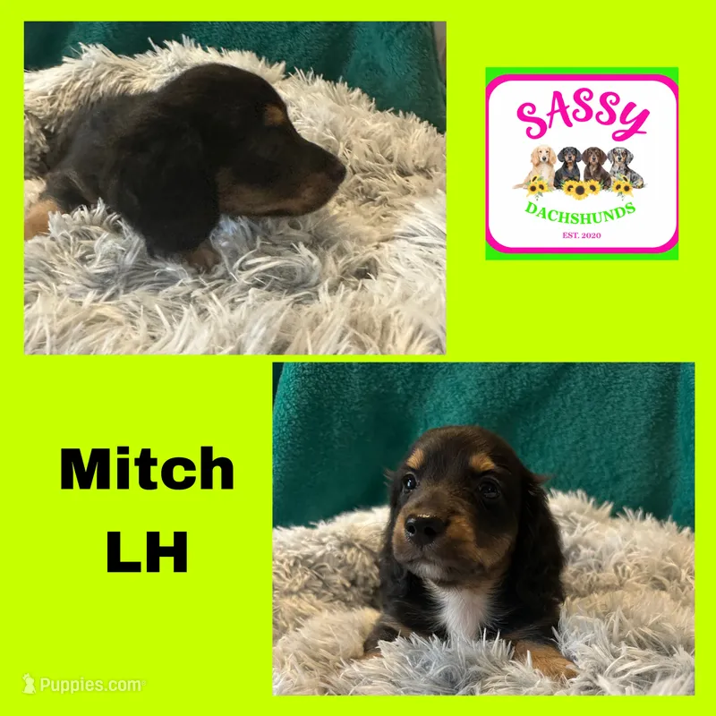 Mitch – Miniature Dachshund puppy for sale in Bennington, OK