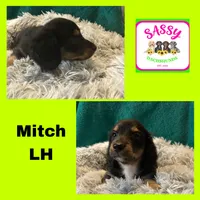 Mitch, a male Miniature Dachshund for sale in Bennington, OK – 1 of 1