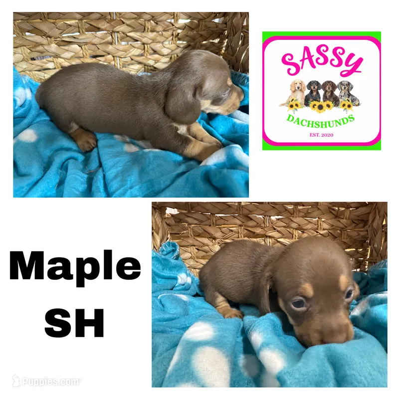 Maple – Dachshund puppy for sale in Bennington, OK