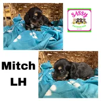 Mitch, a male Dachshund for sale in Bennington, OK – 2 of 2
