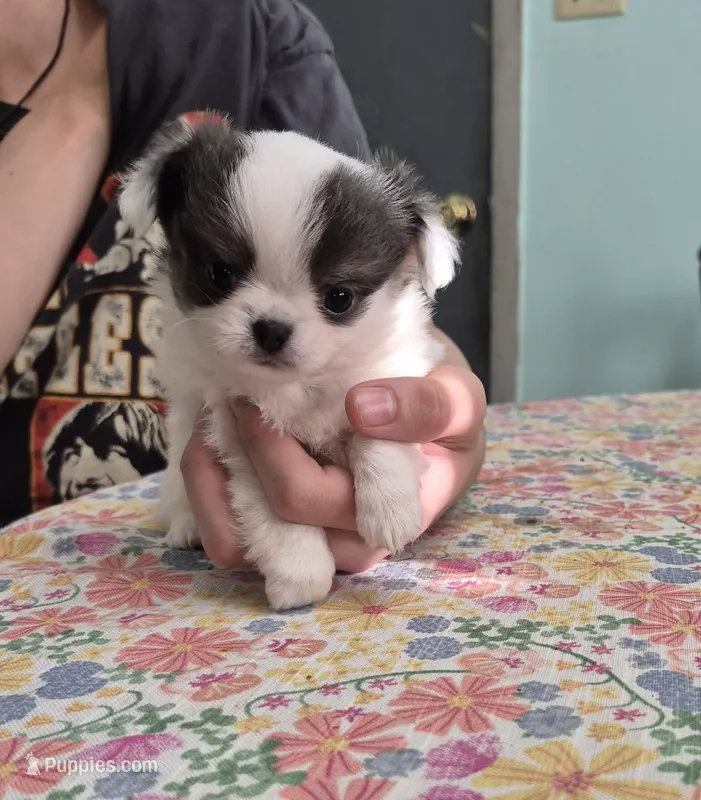 Gizmo – Chihuahua puppy for sale in Central, PA