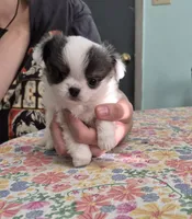Gizmo, a male Chihuahua for sale in Central, PA – 1 of 5
