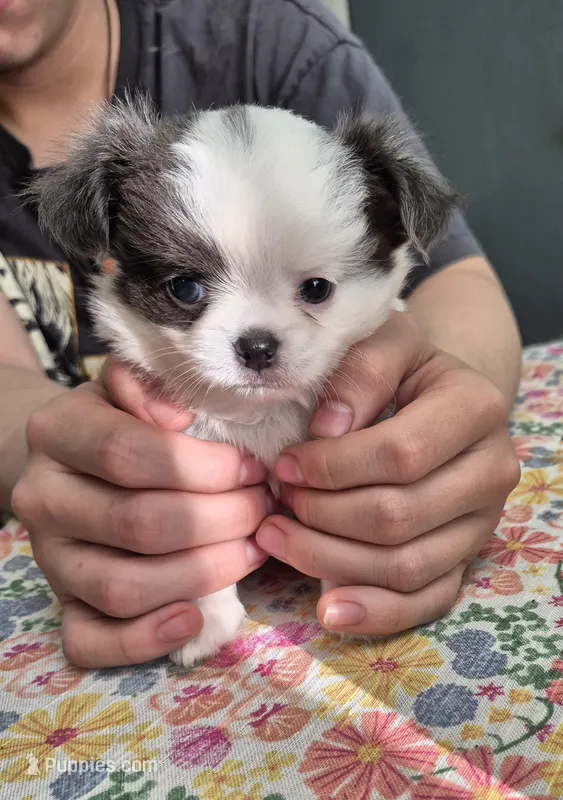 Benji – Chihuahua puppy for sale in Central, PA
