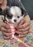 Benji, a male Chihuahua for sale in Central, PA – 1 of 5