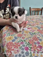 Gizmo, a male Chihuahua for sale in Central, PA – 3 of 5