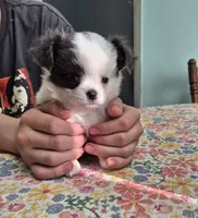 Benji, a male Chihuahua for sale in Central, PA – 2 of 5
