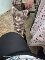 Benji, a male Chihuahua for sale in Central, PA – 5 of 5