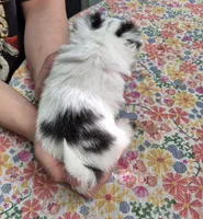 Gizmo, a male Chihuahua for sale in Central, PA – 2 of 5