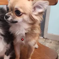 Hobbs, a male Chihuahua for sale in Central, PA – Photo 5 of 6