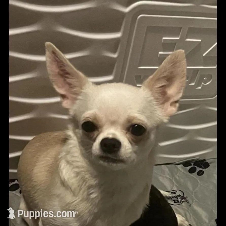 Hobbs, a male Chihuahua for sale in Central, PA – Photo 6 of 6