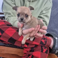 Hobbs, a male Chihuahua for sale in Central, PA – Photo 3 of 6
