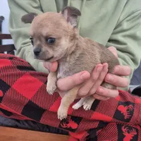 Hobbs, a male Chihuahua for sale in Central, PA – Photo 1 of 6