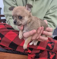 Hobbs, a male Chihuahua for sale in Central, PA – Photo 1 of 6
