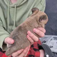 Hobbs, a male Chihuahua for sale in Central, PA – Photo 2 of 6