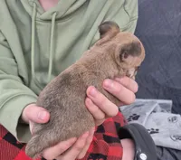 Hobbs, a male Chihuahua for sale in Central, PA – Photo 2 of 6