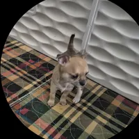 Hobbs, a male Chihuahua for sale in Central, PA – Photo 4 of 6