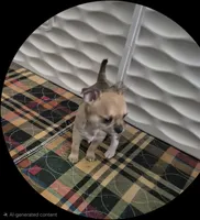 Hobbs, a male Chihuahua for sale in Central, PA – Photo 4 of 6